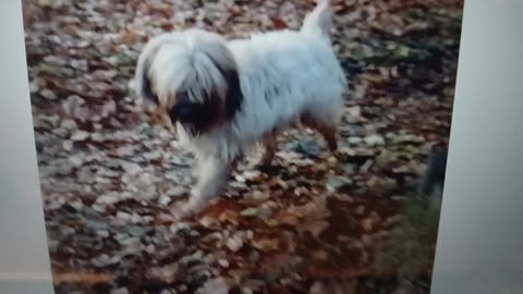 Face off, death threatening gang member out by its self