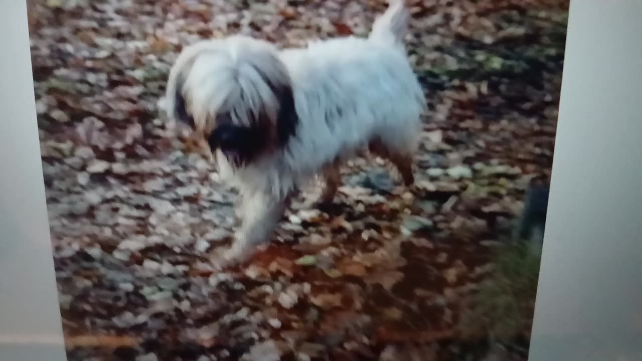 Face off, death threatening gang member out by its self