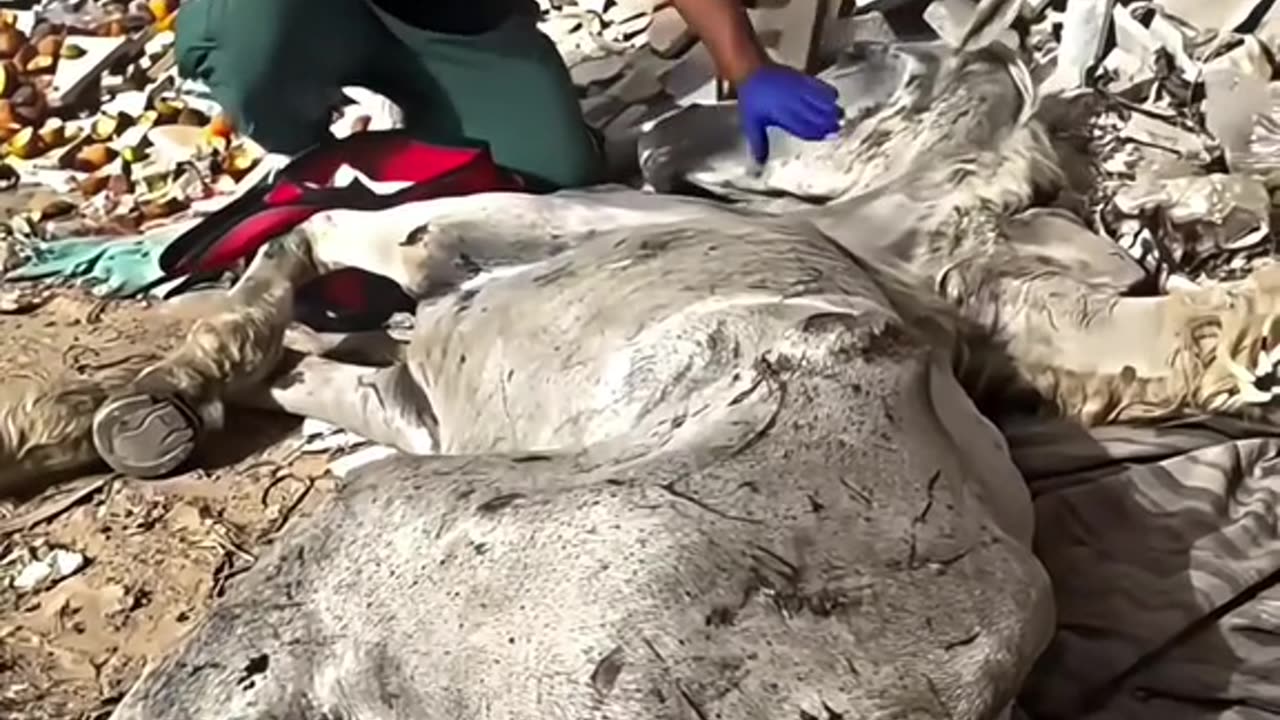 Rescue a horse