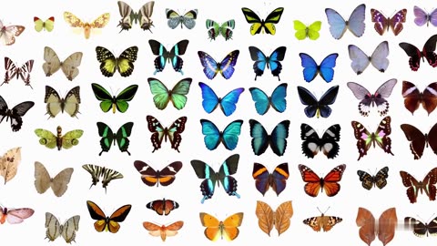 The Life Cycle of a Butterfly
