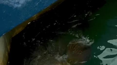 What massive fish from the dock !