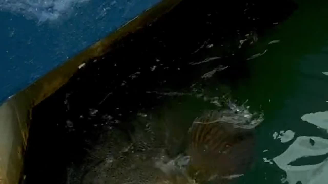 What massive fish from the dock !