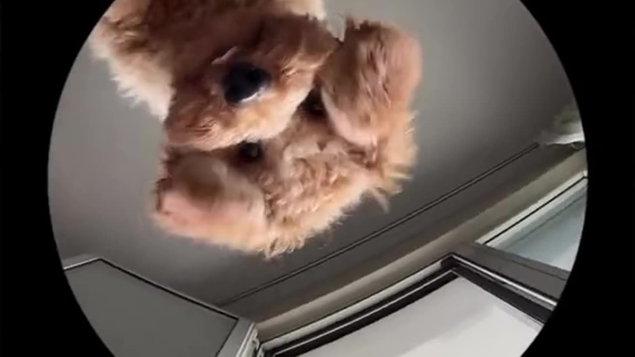 Cute puppy
