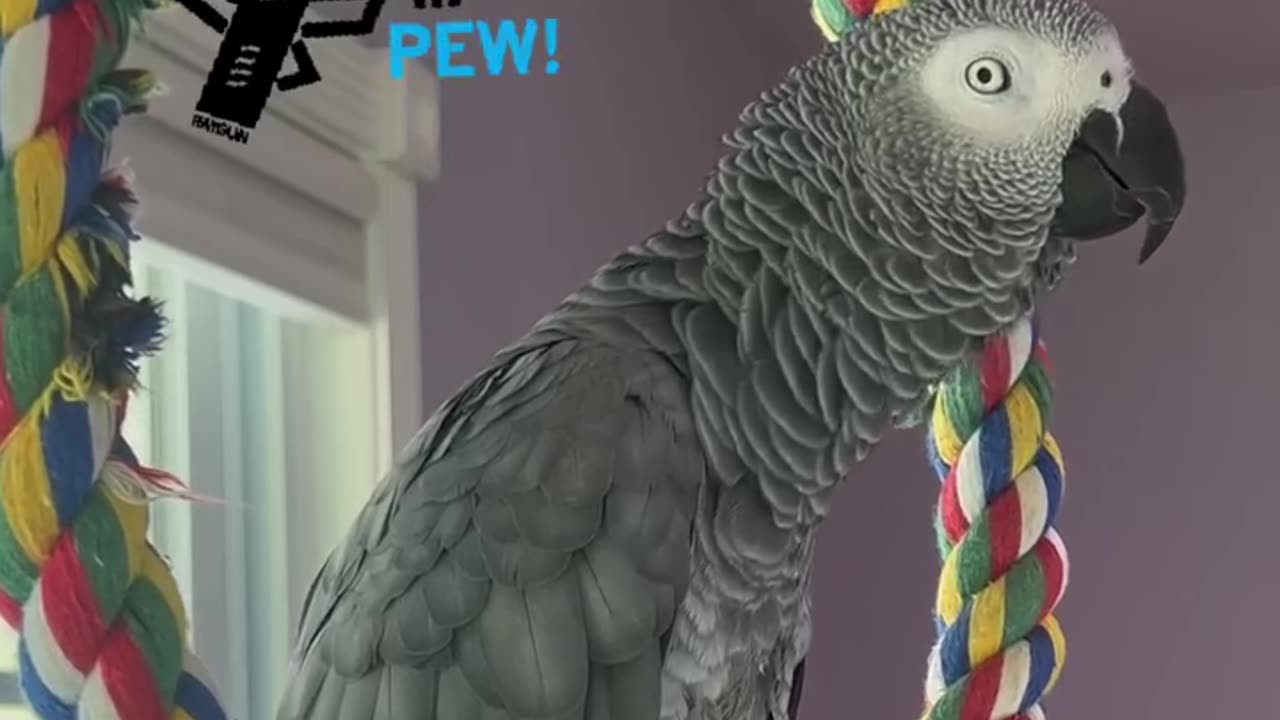 Mission parrot Pew Pew 😂