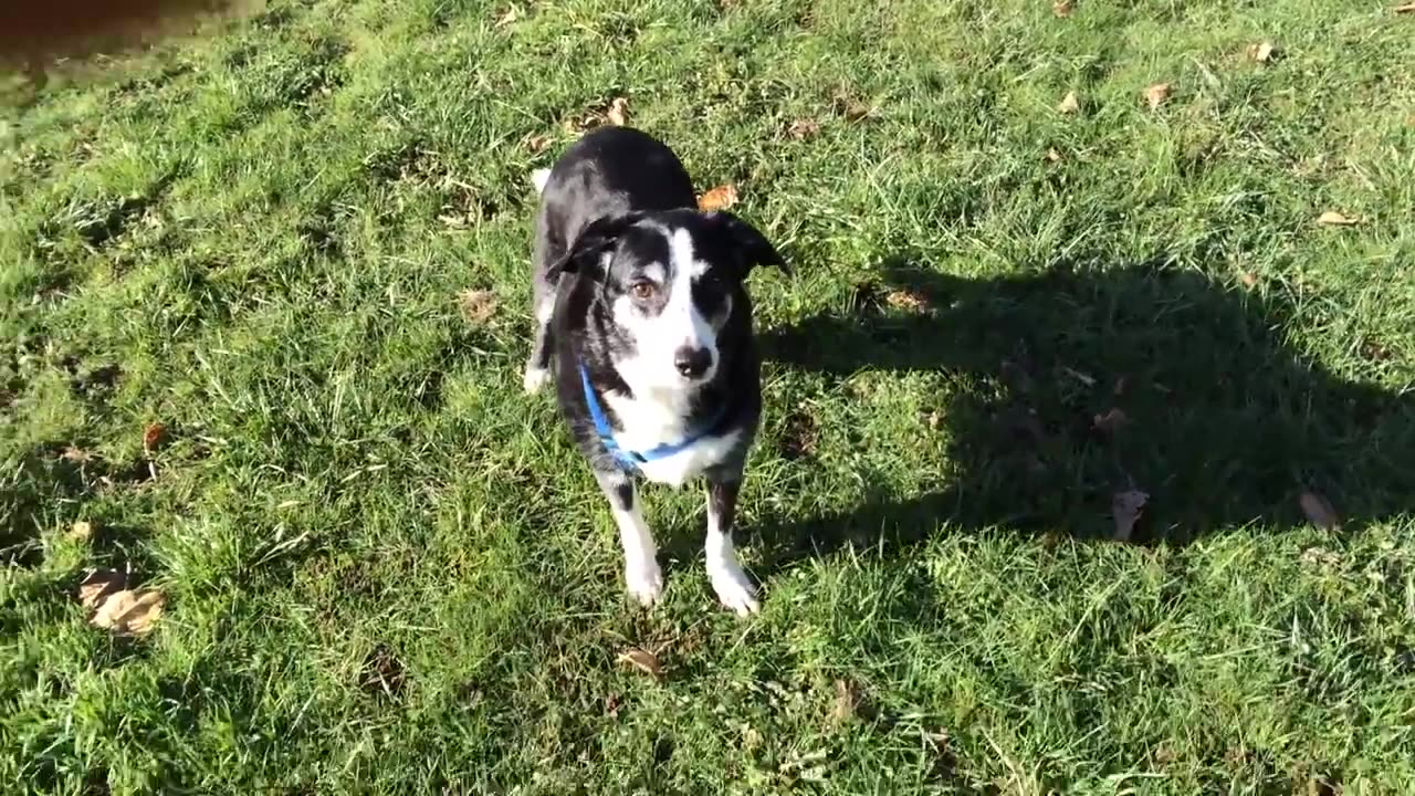 Lhasa ball throw