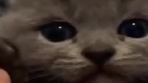 Cats Trying to Fit into Tiny Spaces