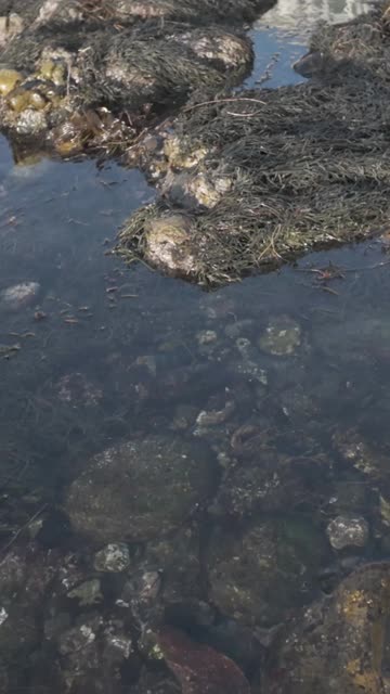 Evening Below Calumet Park San Diego Low Tide #eel #birdwatching