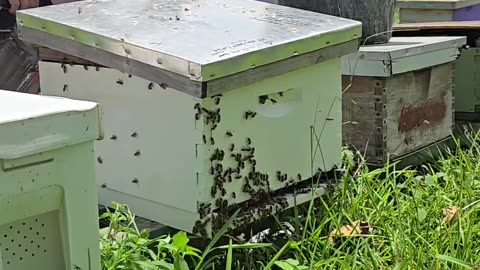 Beekeeping and honeybee