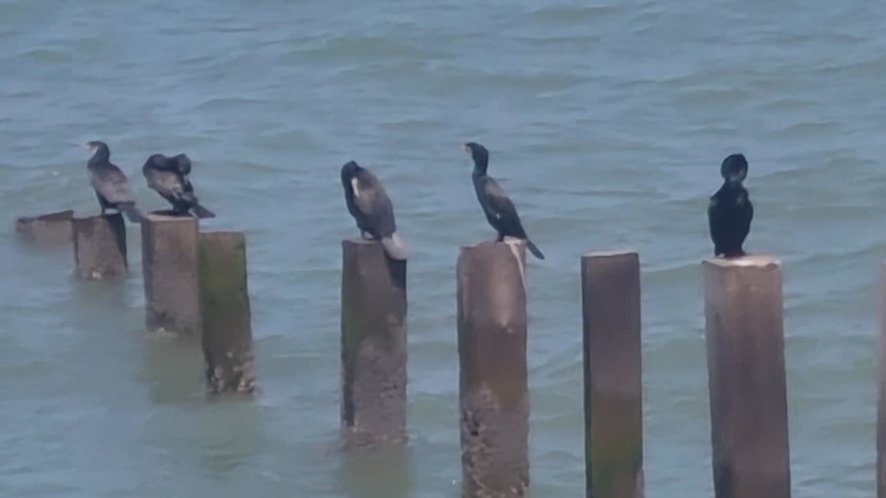 Cute Cormorants By The Sea - Great Britain