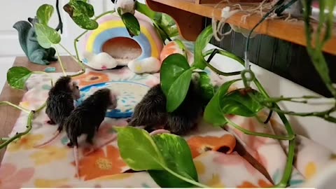 How Many Opossums in Soft Banana