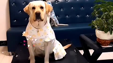 DOG LOVE TO PHOTO SHOT