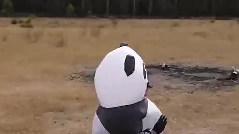 if Animals did parkour