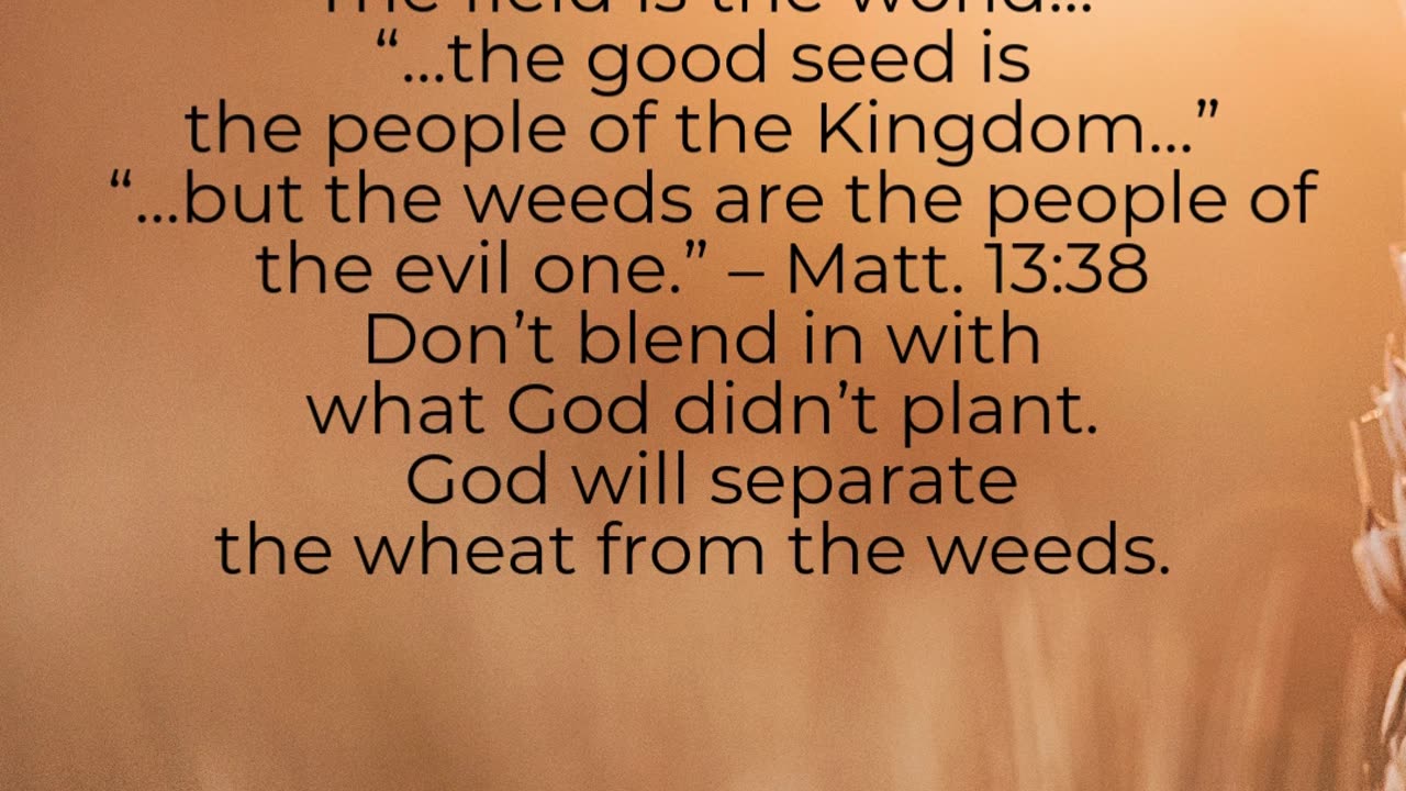 Wheat & Weeds