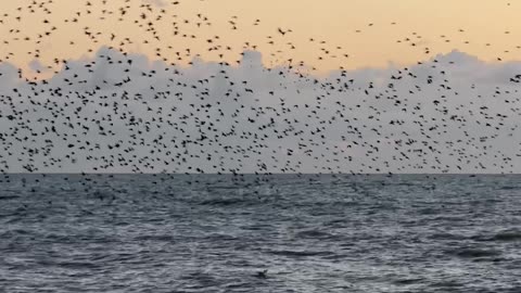Murmuration of Starlings Above the Sea in Brighton