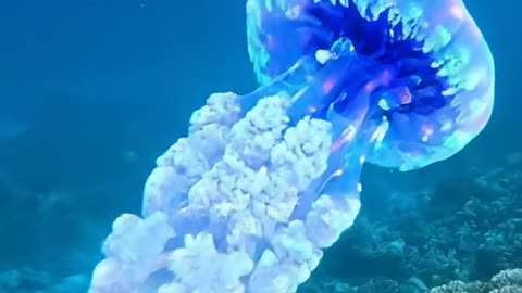 Jellyfish Aurelia