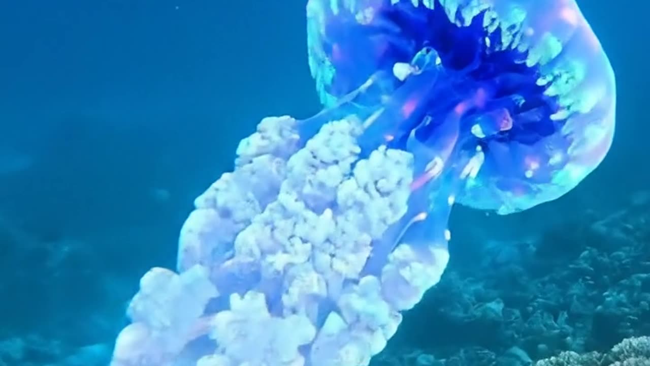 Jellyfish Aurelia
