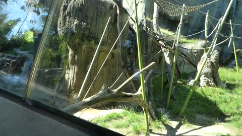 BACK TO TEH BONOBOS!!!