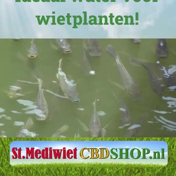 Ideaal water voor wietplanten