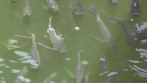Ideaal water voor wietplanten