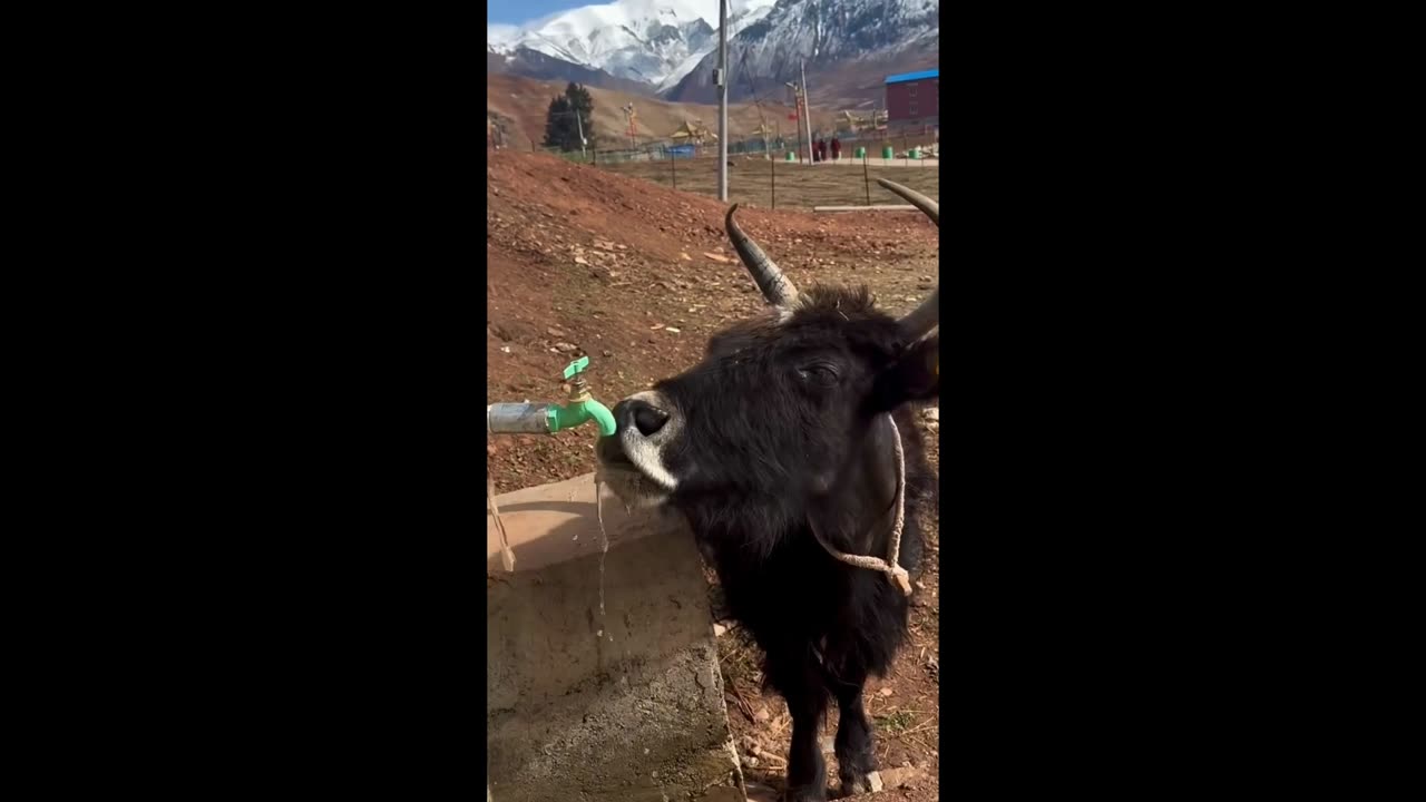 This Clever Cow Open the Faucet by Himself