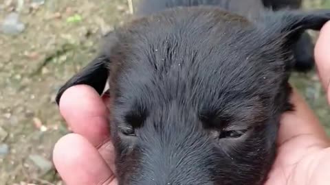 Cute & Beautiful 🐕 Puppies ❤️#11 viral#shorts