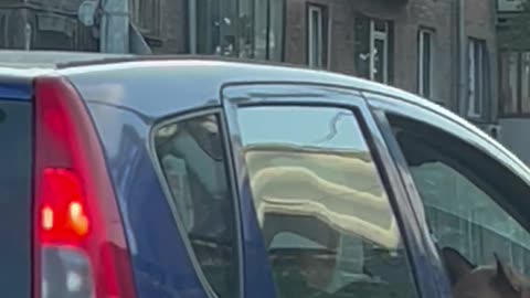 French Bulldog Passenger Sits With Some Serious Swag