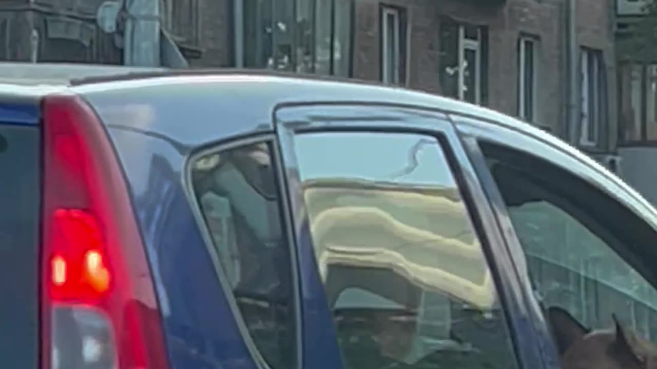 French Bulldog Passenger Sits With Some Serious Swag