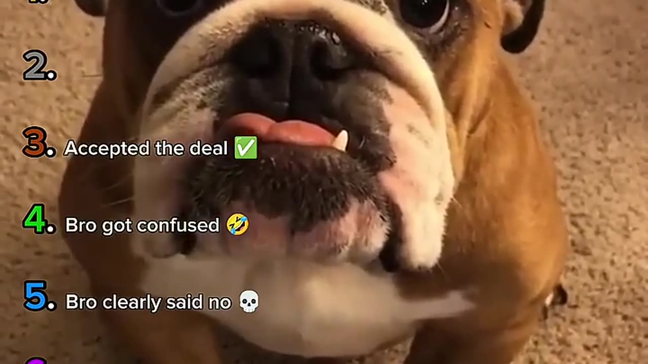 Ranking Dogs Understanding English