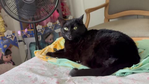 Cute Precious Piper is a Beautiful Sight. in the Morning - My Adopted Shelter Cat Vlog