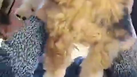 Shocking: Puppy surprise #dog #gift #doglove #puppy #funny