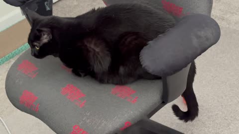 Cute Precious Piper Makes a Letter U with Her Tail - Adopting a Cat from a Shelter Vlog