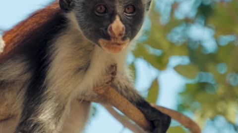Monkey