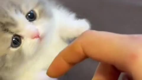 Cute cat funny video