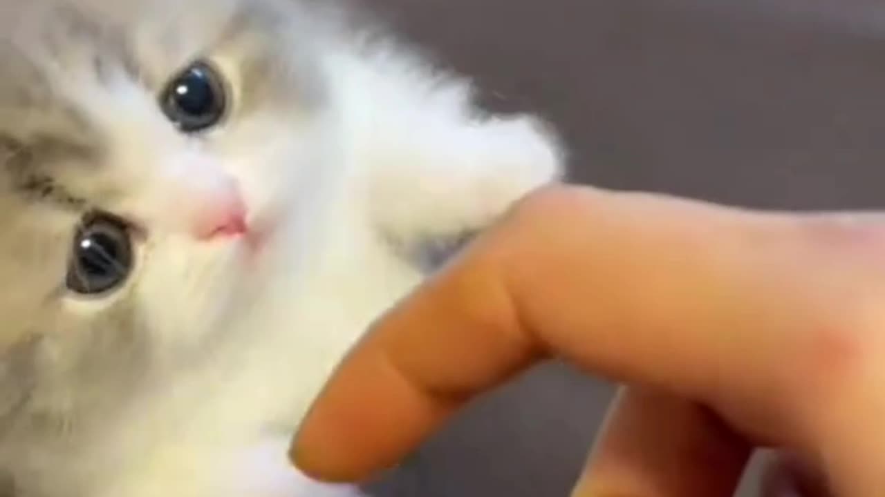 Cute cat funny video
