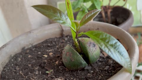 #Avocado from hydroponic to soil