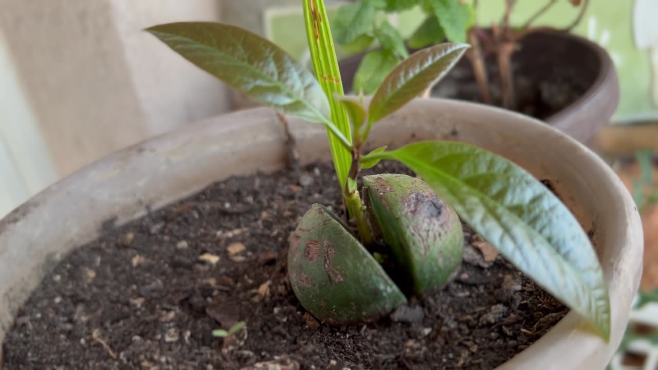 #Avocado from hydroponic to soil