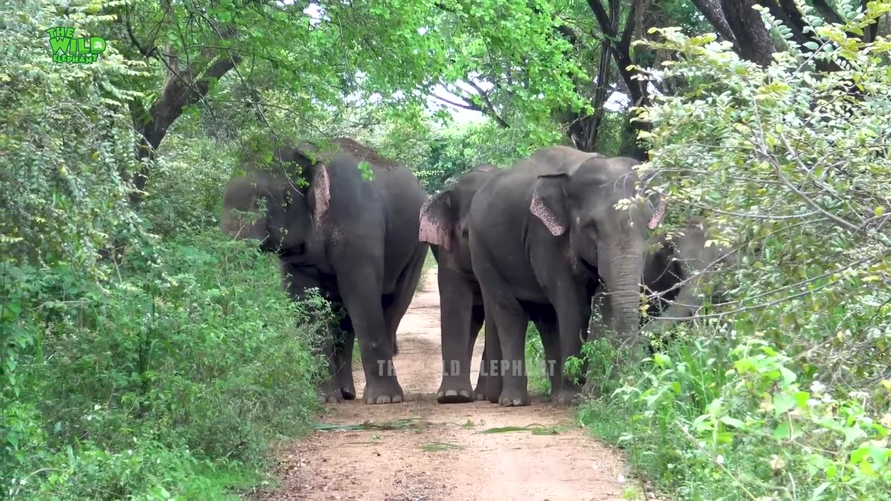 WILD LIFE