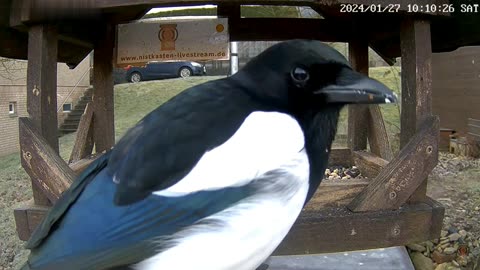 Winter meal of jays and magpies 😀 January 2024