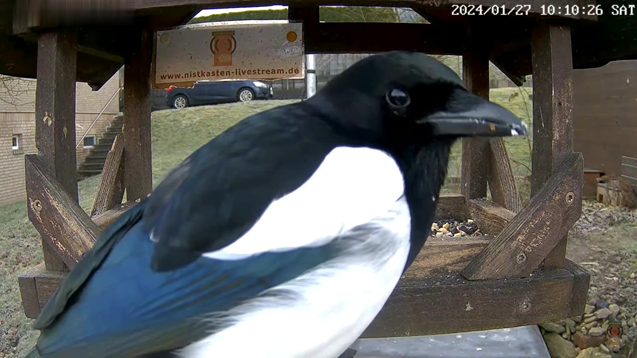Winter meal of jays and magpies 😀 January 2024