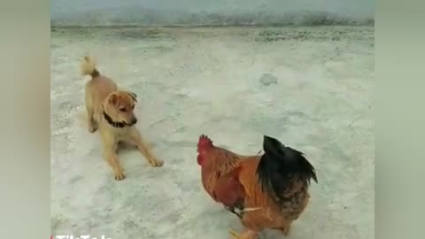 Cutest Friendship Ever! 🐕🐓 Dog Plays with Chicken Like a Puppy!