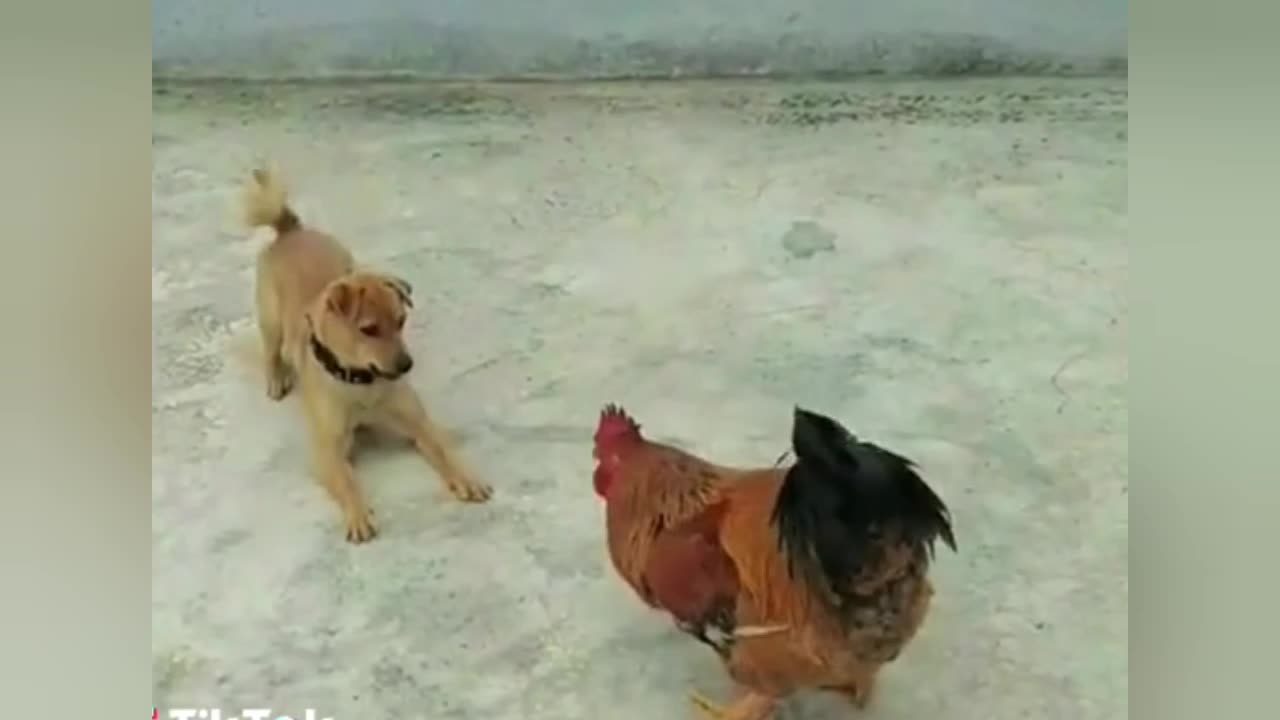 Cutest Friendship Ever! 🐕🐓 Dog Plays with Chicken Like a Puppy!