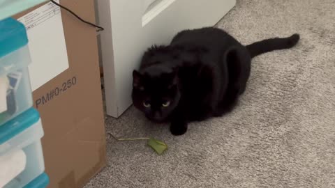 Cute Precious Piper Finds a Plant Leaf in the Office - Adopting a Cat from a Shelter Vlog