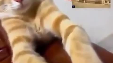 😂🐱 Behold the New Sphinx! Cat's Pose is Perfect! | FunFM