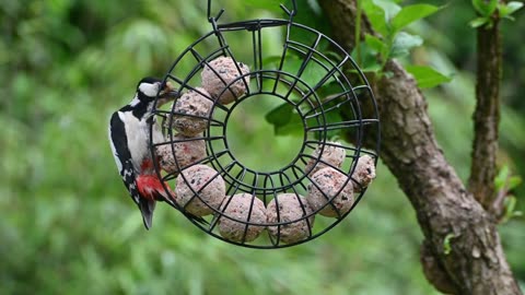 wild birds and feeding