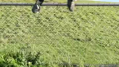 HOW ANIMALS move ..so Funny.try not to laugh ..😂😂😂