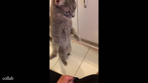 Most Silliest CATS of the Internet 😹