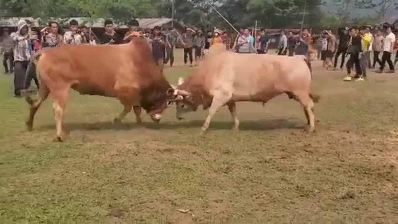 Bull Fighting Sports