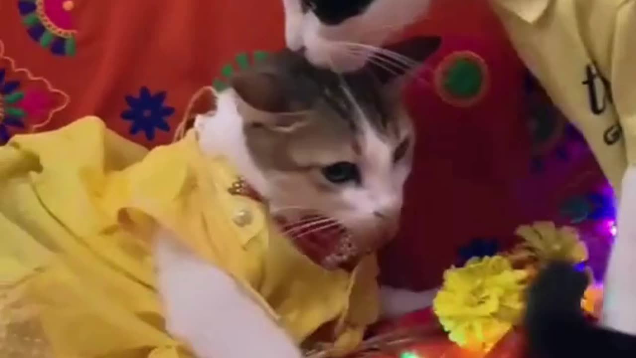 Cats Dancing Like Nobody's 😹🎵 #catshorts #funnycatvideosing! 🐱