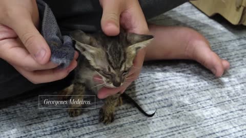 The sweetest mom in the world… Who would have the courage to abandon her? 💔🐱
