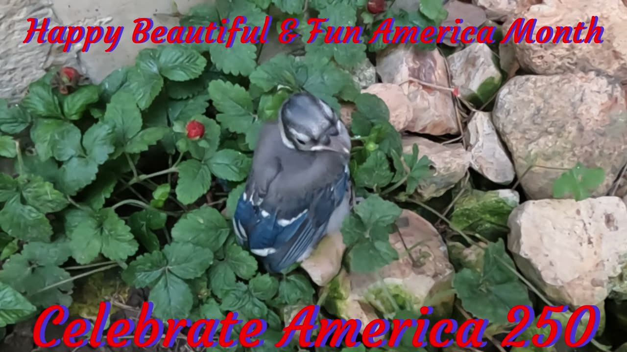 Happy Beautiful & Fun America Month!